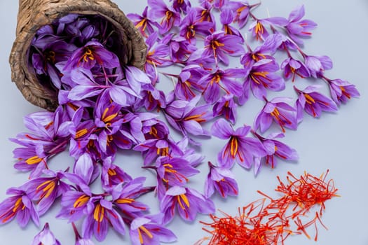 Purple crocus flowers with red saffron stamens and red stamens spilled from a wicker basket on a gray table. Autumn purple flowers.