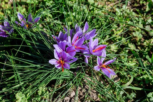 The autumn flowering period of crocus sativus. Harvesting saffron. Cultivation of saffron for the production of a valuable spice.