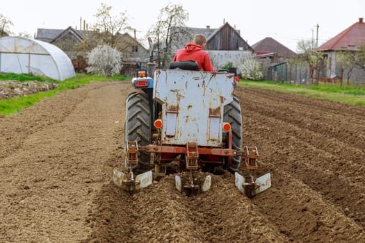 Planting potatoes in fertile soil using a small tractor with a planter. Agricultural works.