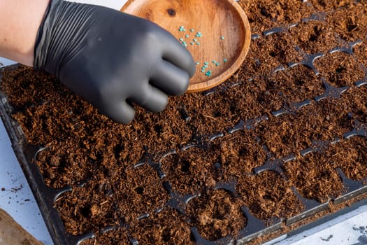 Sowing seeds in cassettes for seedlings. Growing seedlings, transplanting, planting vegetables.