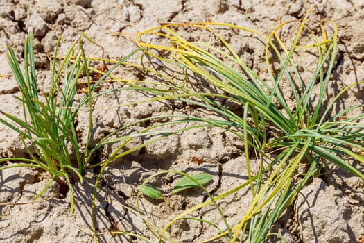 A dried saffron sativus plant in early summer in dry ground before harvesting bulbs for saffron propagation.