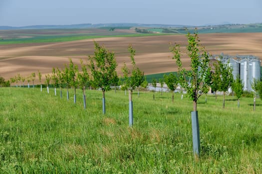 A young orchard in a hilly area, trees planted in a row. Agribusiness.