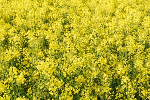 Yellow rape blossoms bloom on the plantations. Annual oil plant. Production of oil and biofuel. Agricultural market.