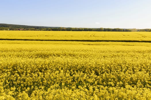 Blooming rapeseed fields, plantations with oil crops. Yellow field background. Agricultural business, oil and biofuel production.