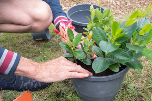 male gardener transplanting mandeville into a large hanging pot, love for plants, flower cozy garden, spring gardening, High quality photo