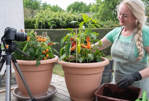 middle aged blonde woman hosts broadcast for her social media blog on gardening how to transplant seedlings of cherry tomatous and bell pepper into a large pot. High quality photo