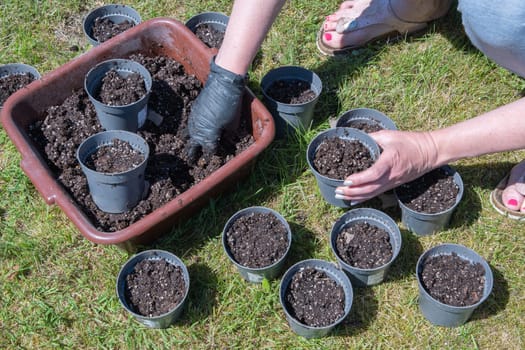 femail hands in the black gloves fill the pots with earth in the garden, spring seasonal work, High quality photo