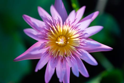Lotus flower (Lotus, Water-lily, Tropical water-lily or Nymphaea nouchali) white and purple color, Naturally beautiful flowers in the garden