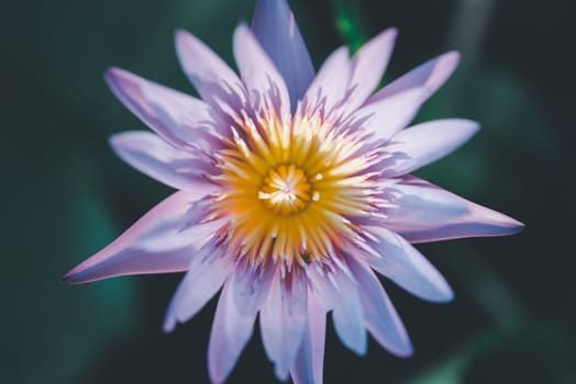 Lotus flower (Lotus, Water-lily, Tropical water-lily or Nymphaea nouchali) white and purple color, Naturally beautiful flowers in the garden