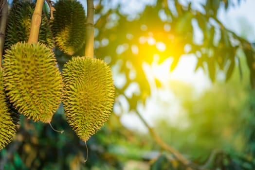 Durian is a king of fruit in Thailand and asia fruit have a spikes shell and sweet can buy at Thai street food and fruit market at agriculture farm