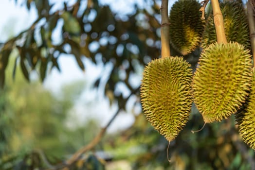 Durian is a king of fruit in Thailand and asia fruit have a spikes shell and sweet can buy at Thai street food and fruit market at agriculture farm