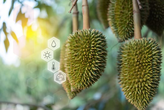 Smart farm digital icon and futuristic AI data infographic of Durian seedling or sapling durian is king of fruit in Thailand and asia fruit have spikes shell and sweet at agriculture farm