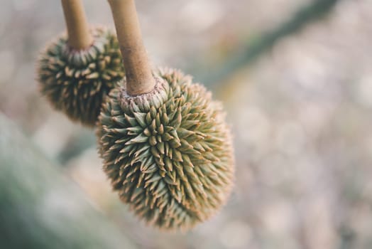 Durian is a king of fruit in Thailand and asia fruit have a spikes shell and sweet can buy at Thai street food and fruit market at agriculture farm