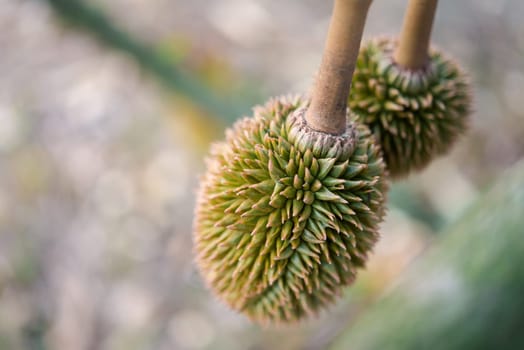 Durian is a king of fruit in Thailand and asia fruit have a spikes shell and sweet can buy at Thai street food and fruit market at agriculture farm