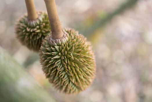 Durian is a king of fruit in Thailand and asia fruit have a spikes shell and sweet can buy at Thai street food and fruit market at agriculture farm