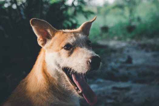 Thai brown stray dog is a animal type mammal and pet so cute playing at beautiful nature garden or farm and looking at something with joy and happy