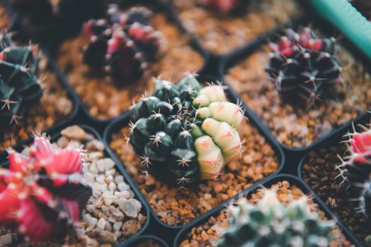 Cactus (Gymno ,Gymnocalycium) and Cactus flowers in cactus garden many size and colors popular use for decorative in house or flower shop