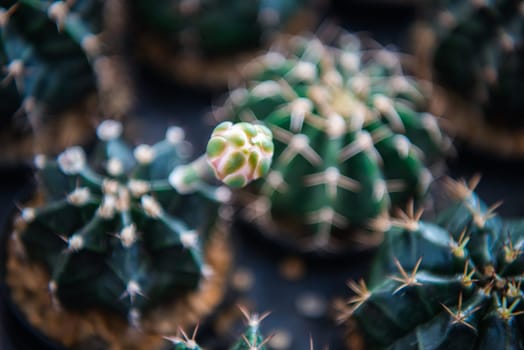 Cactus (Gymno ,Gymnocalycium) and Cactus flowers in cactus garden many size and colors popular use for decorative in house or flower shop