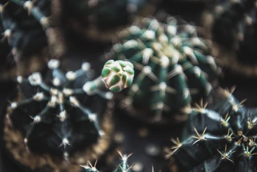 Cactus (Gymno ,Gymnocalycium) and Cactus flowers in cactus garden many size and colors popular use for decorative in house or flower shop