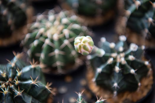 Cactus (Gymno ,Gymnocalycium) and Cactus flowers in cactus garden many size and colors popular use for decorative in house or flower shop