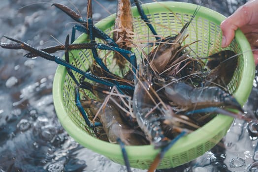 Fresh raw shrimp (Giant freshwater prawn) premium grade can cook to grilled shrimp by grilling with charcoal display for sale at Thai street food market or restaurant in Bangkok Thailand