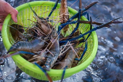 Fresh raw shrimp (Giant freshwater prawn) premium grade can cook to grilled shrimp by grilling with charcoal display for sale at Thai street food market or restaurant in Bangkok Thailand