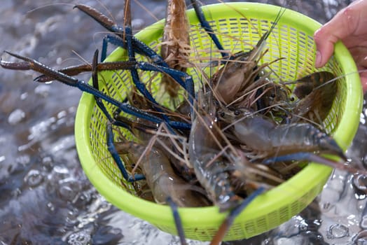 Fresh raw shrimp (Giant freshwater prawn) premium grade can cook to grilled shrimp by grilling with charcoal display for sale at Thai street food market or restaurant in Bangkok Thailand