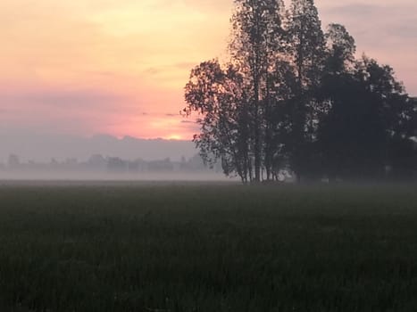 Nature of rice field on rice paddy green color lush growing is a agriculture in asia