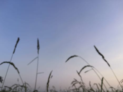 Nature of rice field on rice paddy green color lush growing is a agriculture in asia