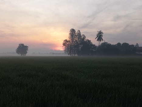 Nature of rice field on rice paddy green color lush growing is a agriculture in asia