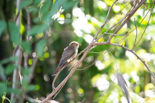 Bird (Plaintive Cuckoo, Cacomantis merulinus) black, yellow, brown and orange color perched on a tree in a nature wild