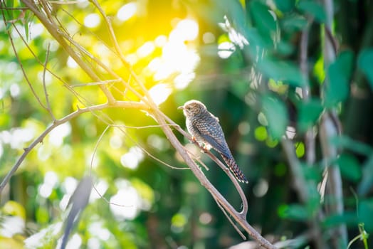 Bird (Plaintive Cuckoo, Cacomantis merulinus) black, yellow, brown and orange color perched on a tree in a nature wild