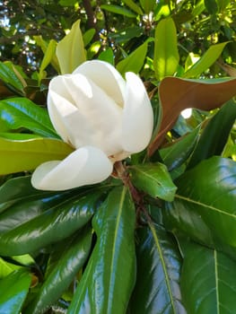 Vertical photo a large creamy-white southern magnolia flower is surrounded by glossy green tree leaves. White petal close-up.