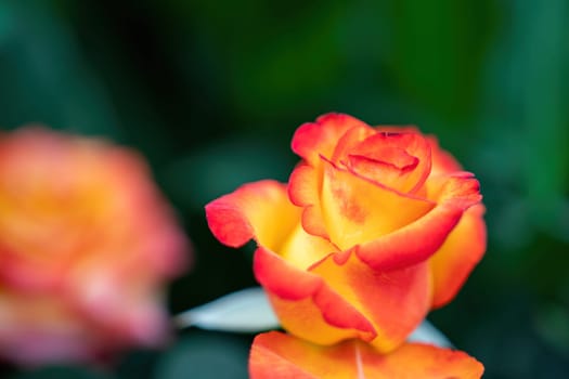 Beautiful Rose and Rosebuds in Rose Garden, Close Up, Selective Focus