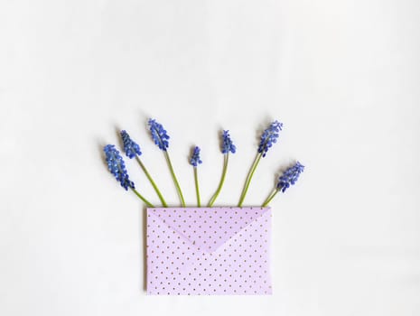 Fresh spring flowers muscari and pink paper envelope with golden dots in the center. For holiday project. Mothers day.