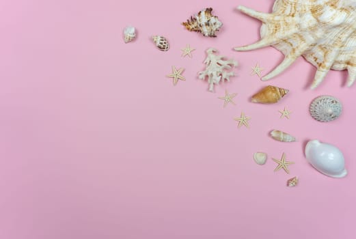 Sea shells on a pink background with starfish. A place to copy. Space for text. Mockup.