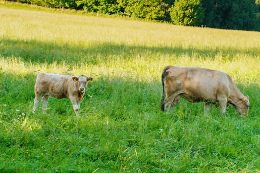 Calf and cows graze in the meadow and eat grass