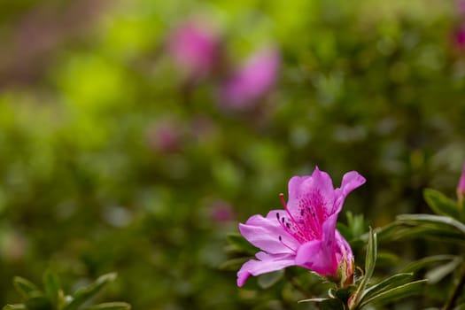 Rhododendron simsii Indian Azalea, Sims Azalea, Mountain Rose, Mountain Peony. The attractively wild pink rose, ruffle petals