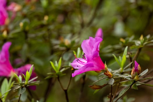 Rhododendron simsii Indian Azalea, Sims Azalea, Mountain Rose, Mountain Peony. The attractively wild pink rose, ruffle petals