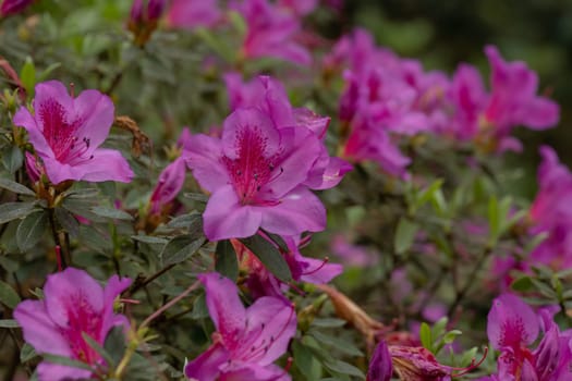 Rhododendron simsii Indian Azalea, Sims Azalea, Mountain Rose, Mountain Peony. The attractively wild pink rose, ruffle petals