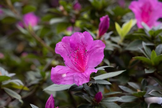 Rhododendron simsii Indian Azalea, Sims Azalea, Mountain Rose, Mountain Peony. The attractively wild pink rose, ruffle petals