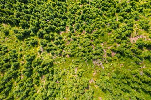 Top view of the top of green pine or spruce trees in the forest in sunny summer day. Healthy environment concept in period of climate change concept.