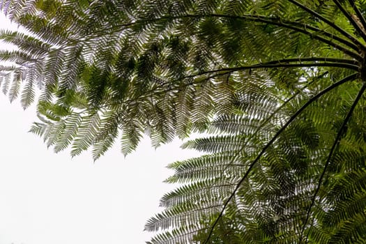 Natural background green palm leaves against the cloudy sky. Green palm tree leaf on sky background. Green exotic landscape