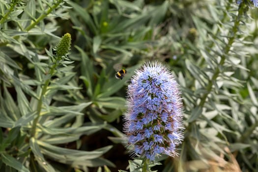 Echium strictum. Boraginaceae. Long stem of small blue flowers. Pride of Madeira.