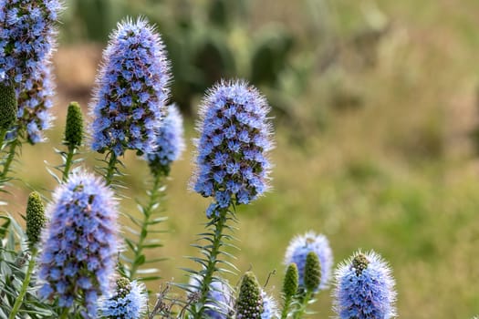 Echium webbii. Boraginaceae. Long stem of small blue flowers. Pride of Madeira.