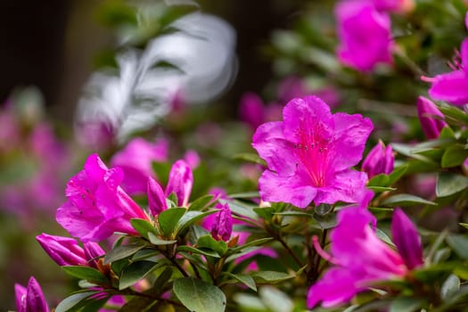 Rhododendron simsii Indian Azalea, Sims Azalea, Mountain Rose, Mountain Peony. The attractively wild pink rose, ruffle petals