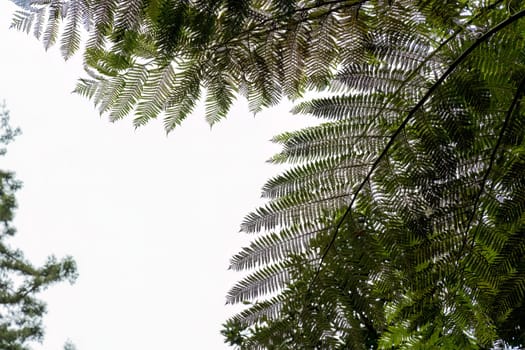 Natural background green palm leaves against the cloudy sky. Green palm tree leaf on sky background. Green exotic landscape