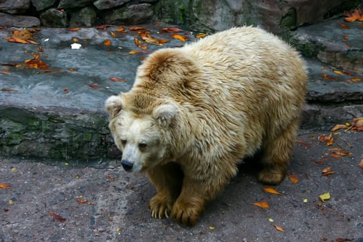 Big albino bear resting in the wild