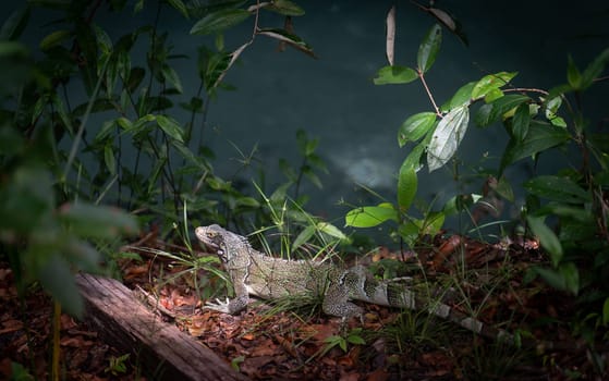 Witness the beauty of nature as a green iguana stands still, basking in the sunlight shining on its head while the rest of its body is in the shadows of the lush forest.