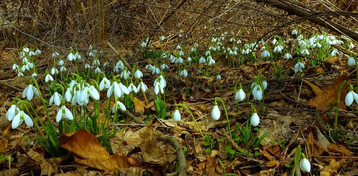 Galanthus elwesii (Elwes's, greater snowdrop) in the wild. Red Book Ukraine